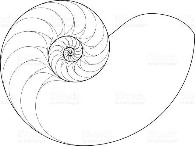 640x480 Draw Diagram Of A Typical Nautilus Shell