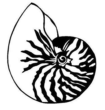 339x355 Nautilus Shell Vinyl Decal Car Truck Window Sticker