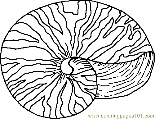500x383 Nautilus Sea Shell Coloring