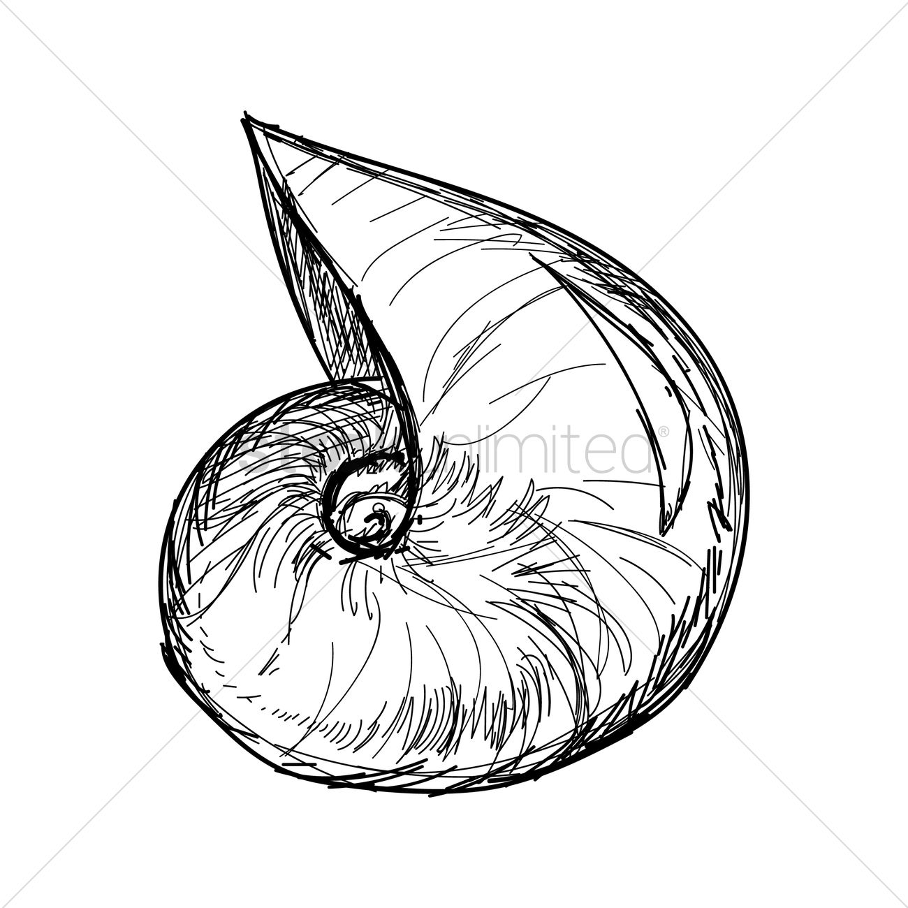 1300x1300 Nautilus Seashell Vector Image