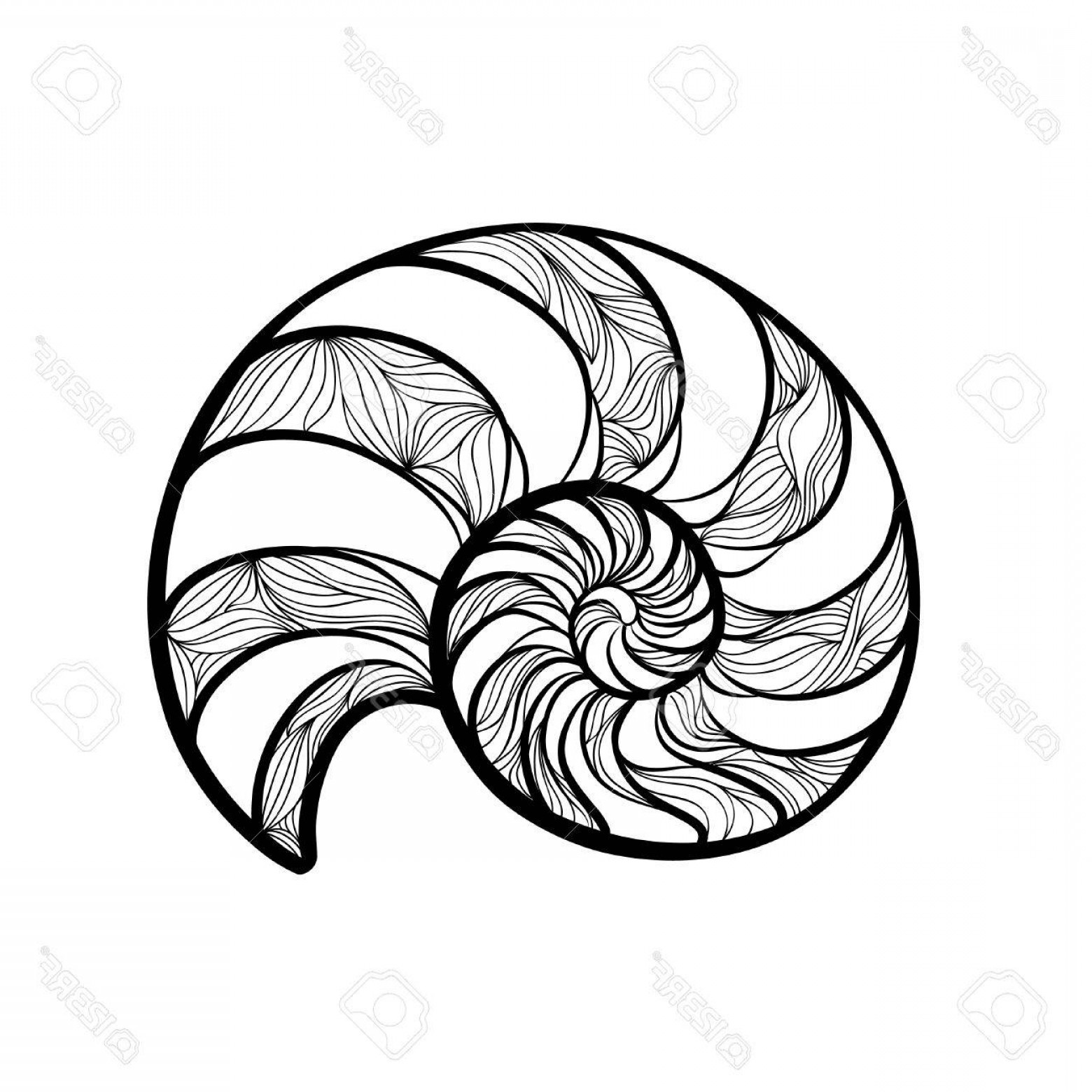 1560x1560 Photostock Vector Seashell Nautilus Sea Shell Set Ingraved Vector