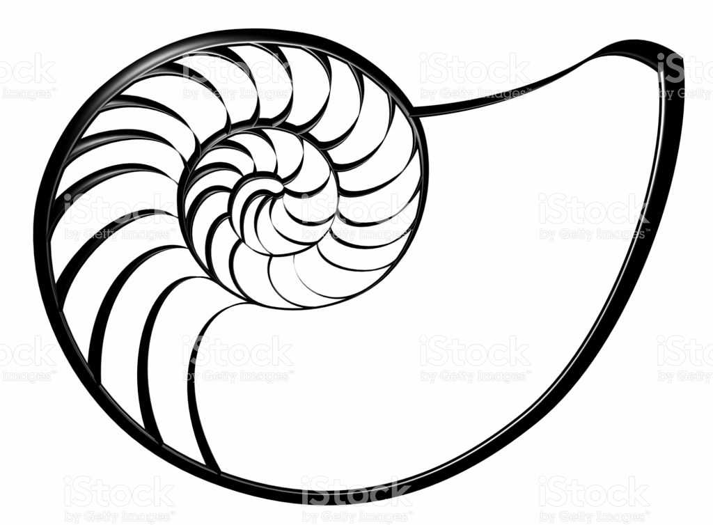 1024x754 Nautilus Drawing For Free Download