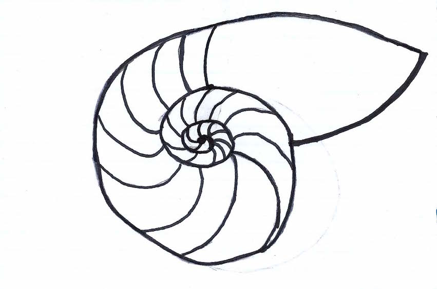851x562 nautilus drawing proportion for free download