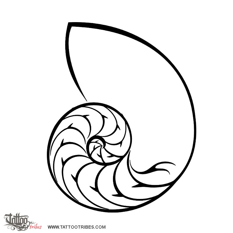 Nautilus Line Drawing
