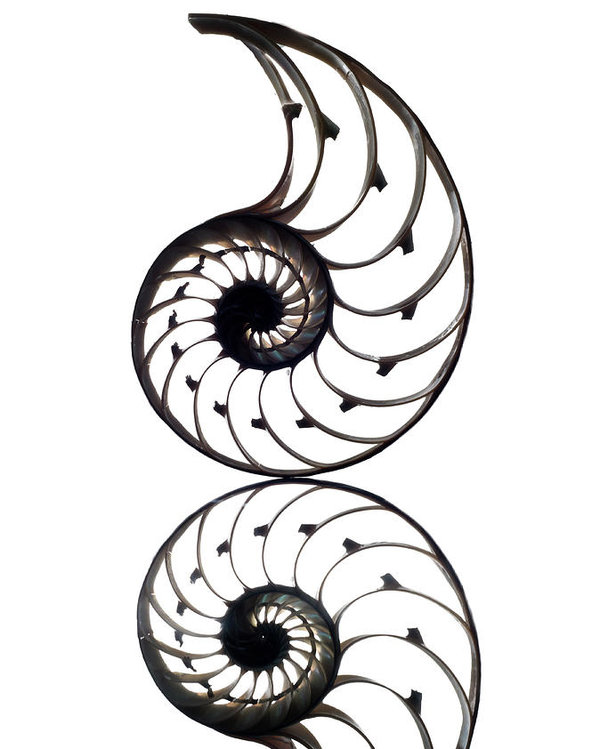 Nautilus Line Drawing | Free download on ClipArtMag