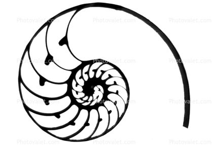 418x286 Cutaway Of A Nautilus Shell Silhouette Life Tattoo Ideas Art