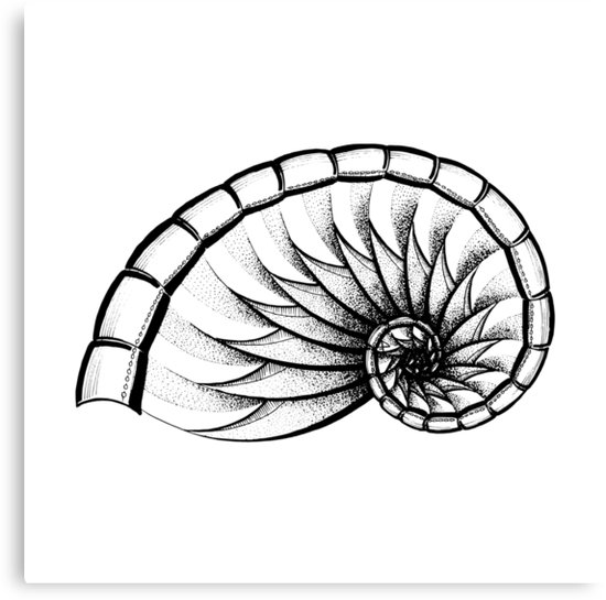 550x545 Fibonacci Shell Canvas Print