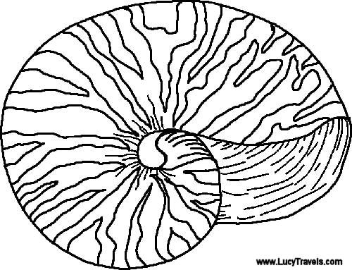 500x383 Nautilus Shell Coloring Page