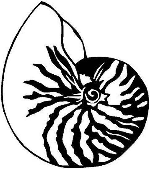 486x550 Nautilus Shell Drawings