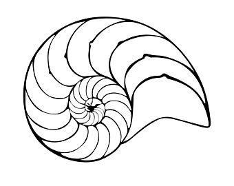 Nautilus Shell Drawing | Free download on ClipArtMag