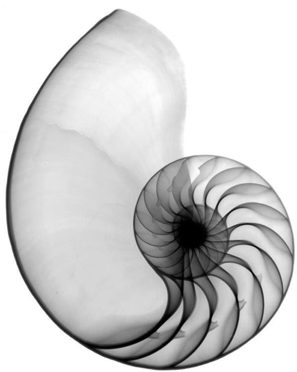 600x750 X Ray Nautilus Shell