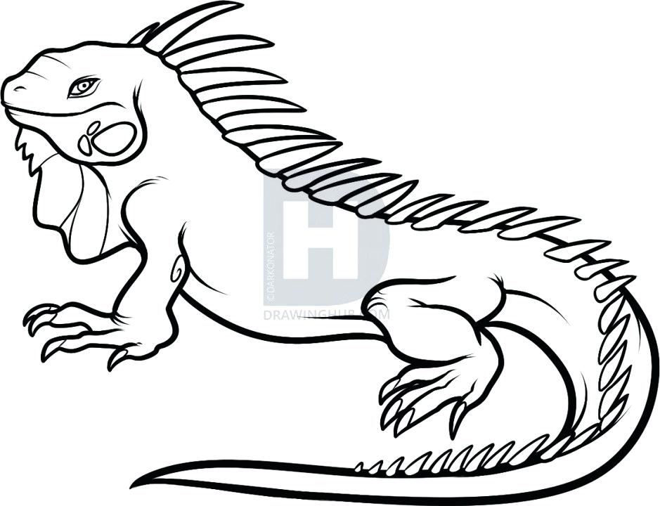 939x720 Drawings Of Iguanas Full Size Of Iguana G Pages Printable