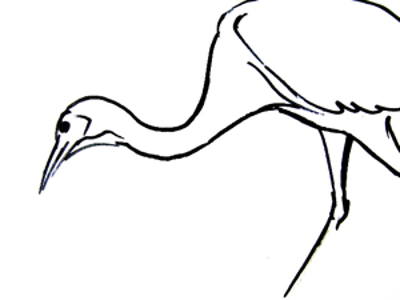 400x300 How To Draw A Crane Bird