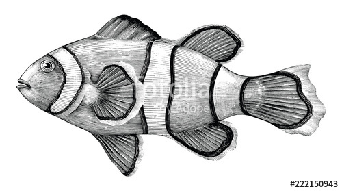 500x279 Nemo Fish Drawing Vintage Style