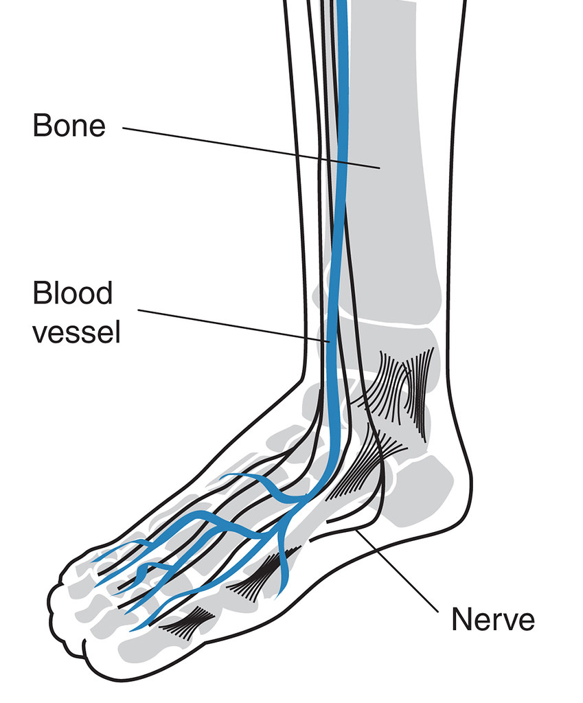 849x1024 Drawing Of A Foot Showing Blood Vessels, Bones