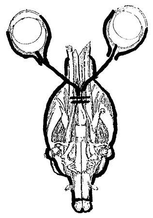 316x449 schematic drawing of the rat optic nerve