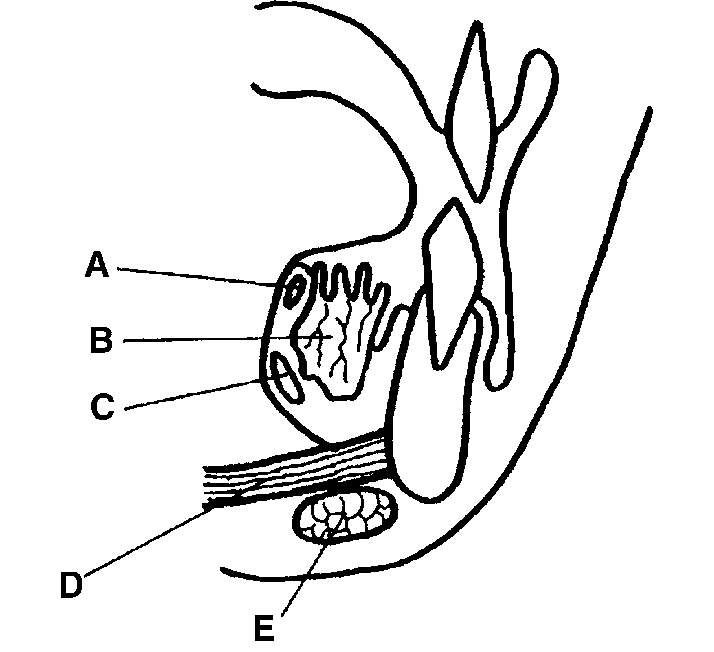 714x652 Schematic Drawing Showing A Wharton Duct, B Sublingual Gland, C