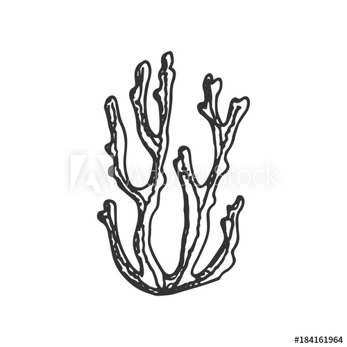 500x500 Algae Hand Drawing Vector Sketch Isolated On White Background