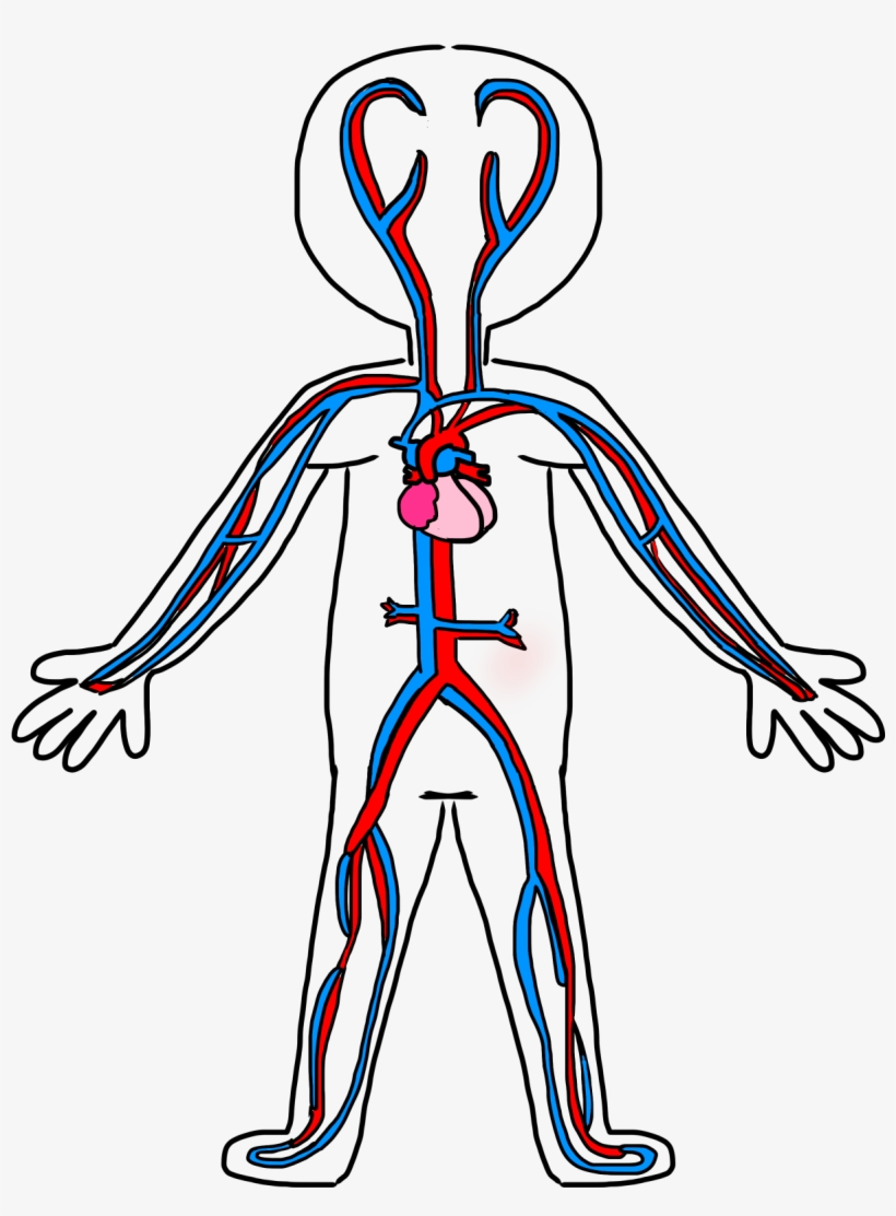 820x1112 Circulatory System Drawing Kids
