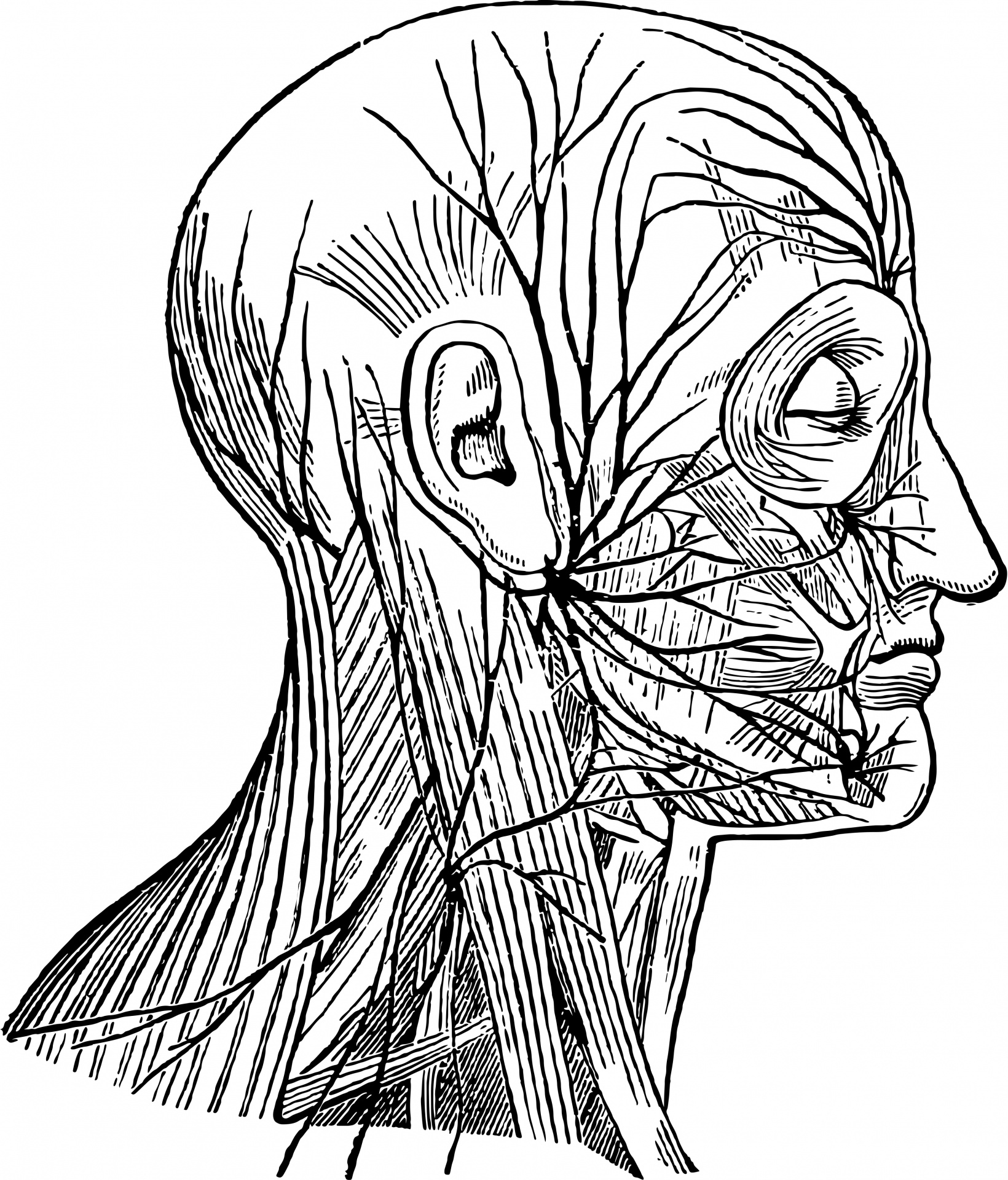 1640x1920 Clipart,clip Art,graphic,illustration,black White