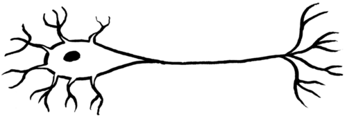 500x178 Collection Of Free Microscopic Drawing Onion Cell Download On Ui Ex