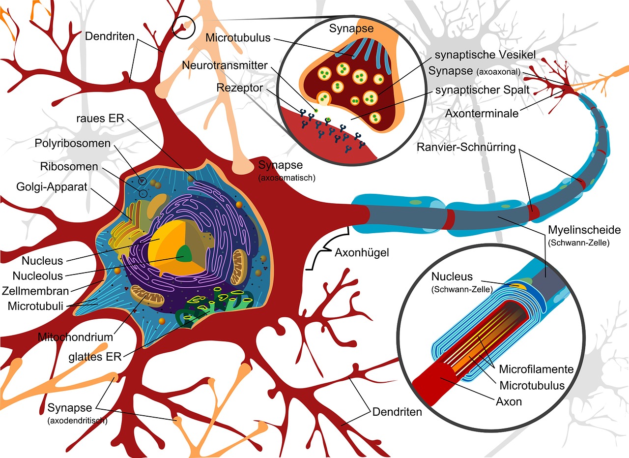 1280x931 Drawing, Nerve Cell, Neurone, Electrically, Cells