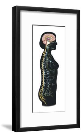 268x450 human body showing autonomic nervous system and limbic system art