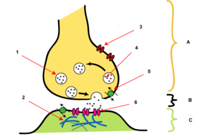 300x198 Human Physiologythe Nervous System