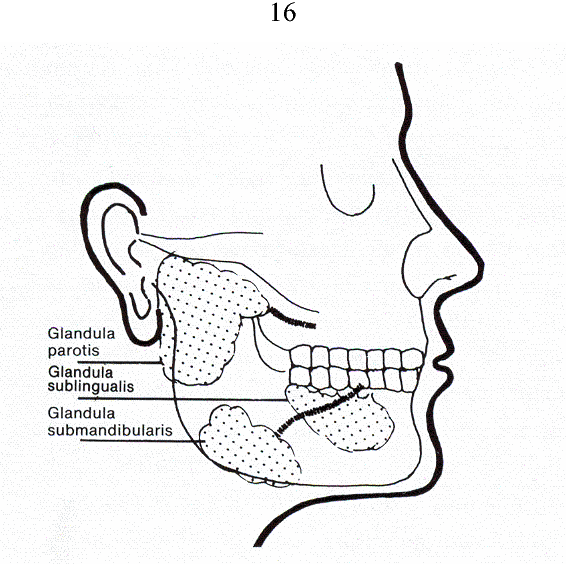 566x564 Imaging Of Salivary Glands And Assessment Of Autonomic Nervous