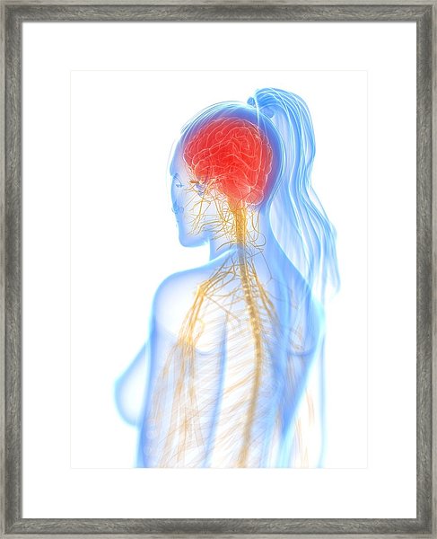 487x600 Nervous System, Artwork