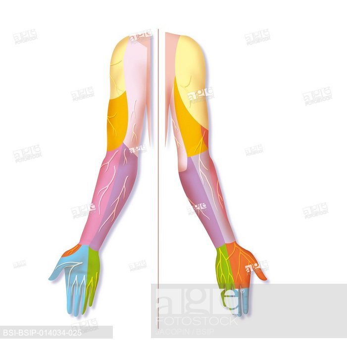 701x700 Nervous System, Drawing, Stock Photo, Picture And Rights Managed