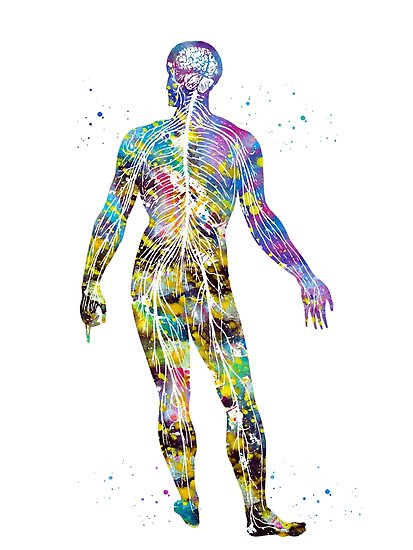 413x550 Nervous System Posters