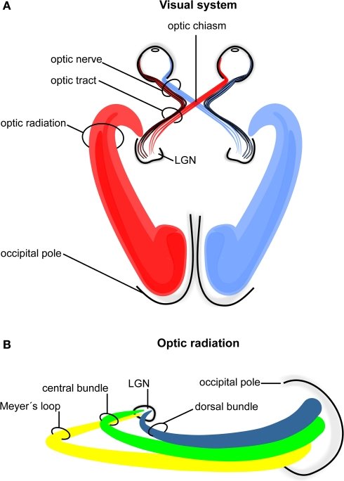 490x684 Schematic Drawing Of The Human Visual System