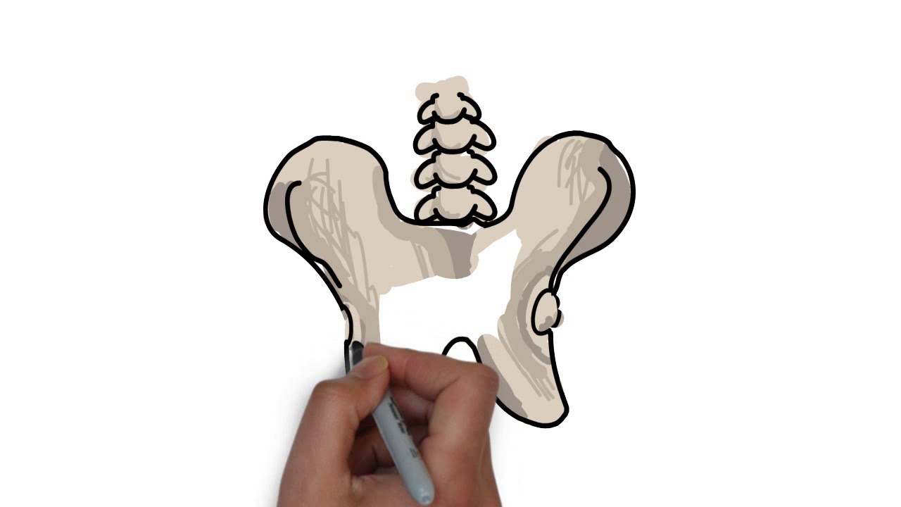 1280x720 How To Draw Skeletal System Step