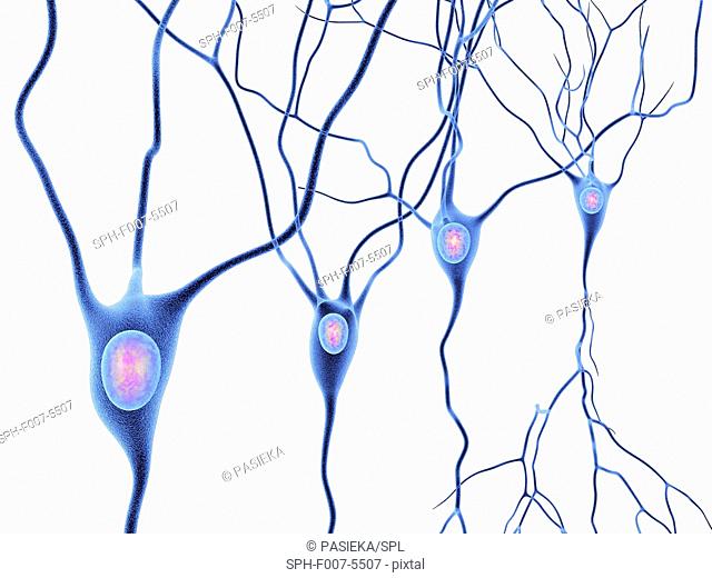 640x520 Nerve Cell, Stock Vector, Vector And Low Budget Royalty Free Image