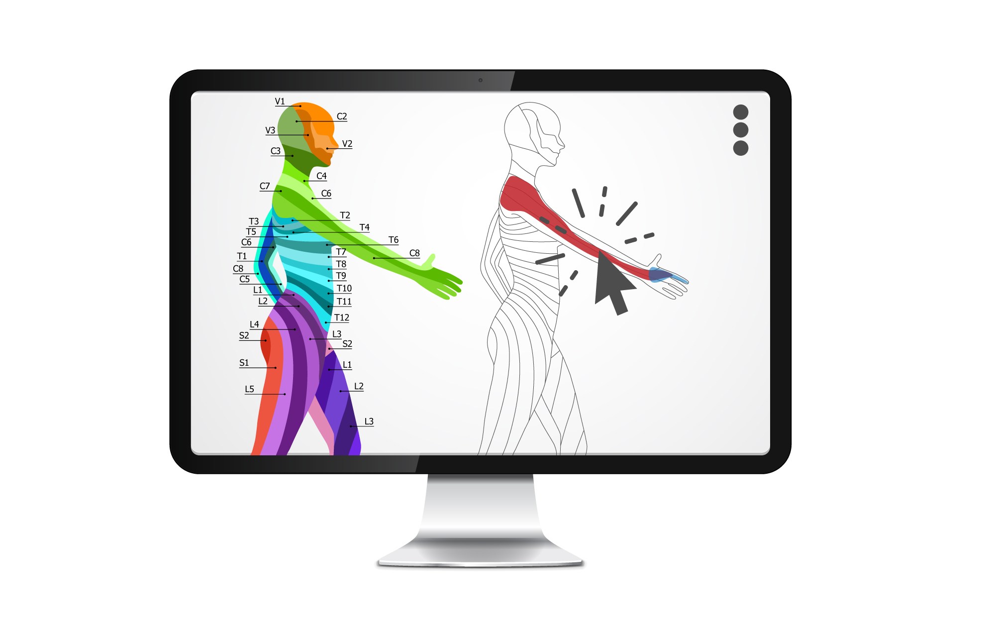 1994x1268 Dermatome, Myotome And Simple Body Divisions On Pain Drawings