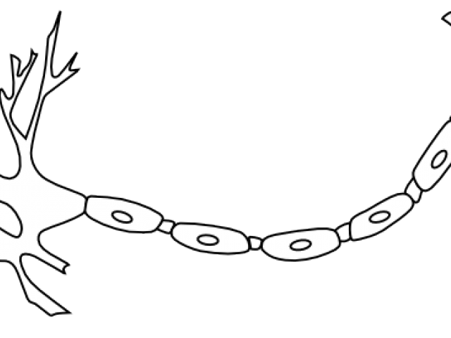 640x480 Free Neuron Clipart, Download Free Clip Art
