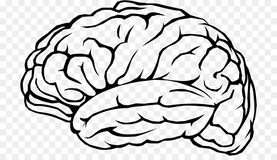 900x520 Human Brain Cognitive Training Neuron Clip Art