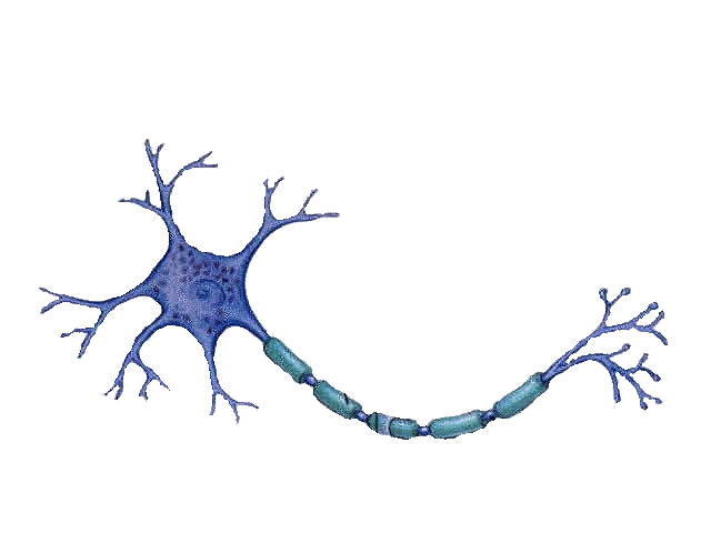 640x480 Neuron Tattoo