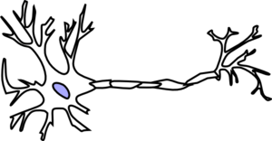 300x156 Neuron Cliparts