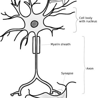 320x320 Drawing Of Different Neurons Stained With The Golgi Method