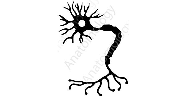 600x350 Neuron Sticker