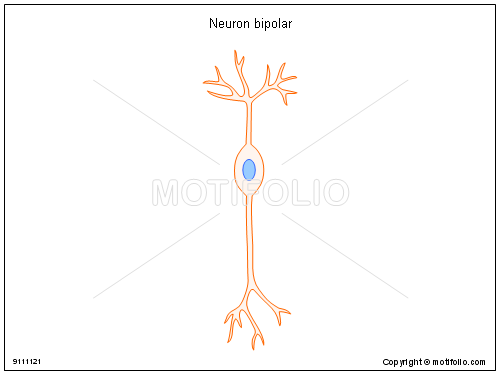 500x375 neuron bipolar illustrations