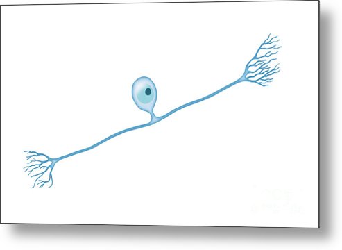 493x360 Pseudounipolar Neuron Metal Print
