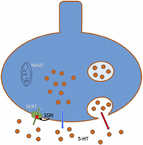 480x485 Schematic Drawing Of A Ht Neuron Showing Exocy Totic Release