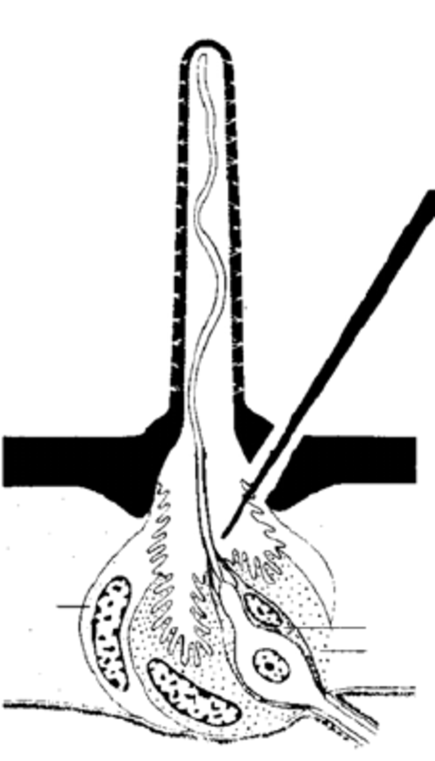 850x1487 Schematic Drawing Of A Sensillum, Housing One Neuron With Its