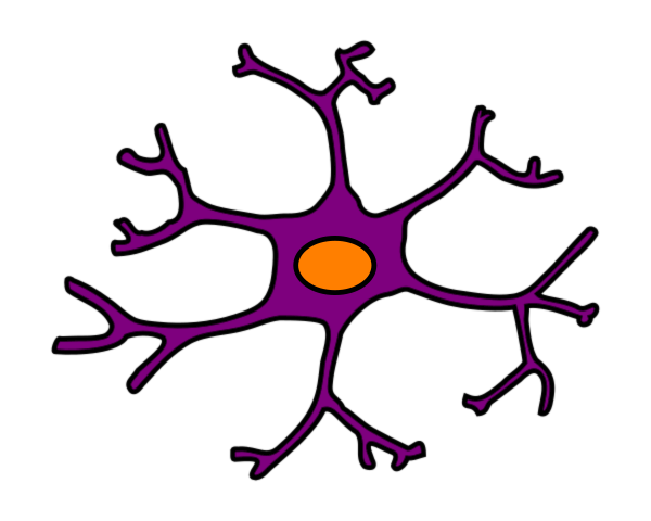 600x480 Astrocyte Drawing Clip Art