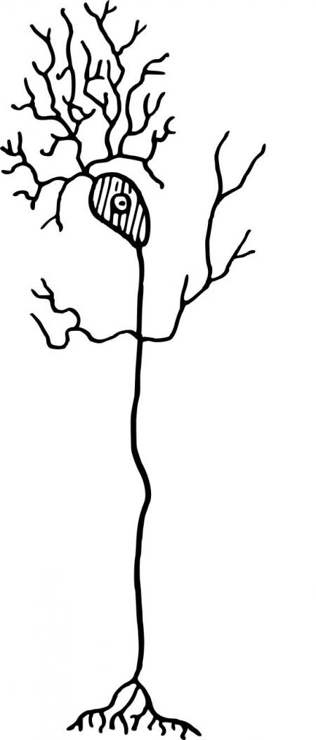 450x1053 Simple Neuron Clipart