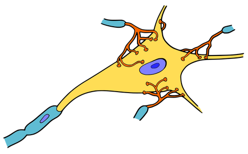 500x311 Simple Neuron Vector Drawing