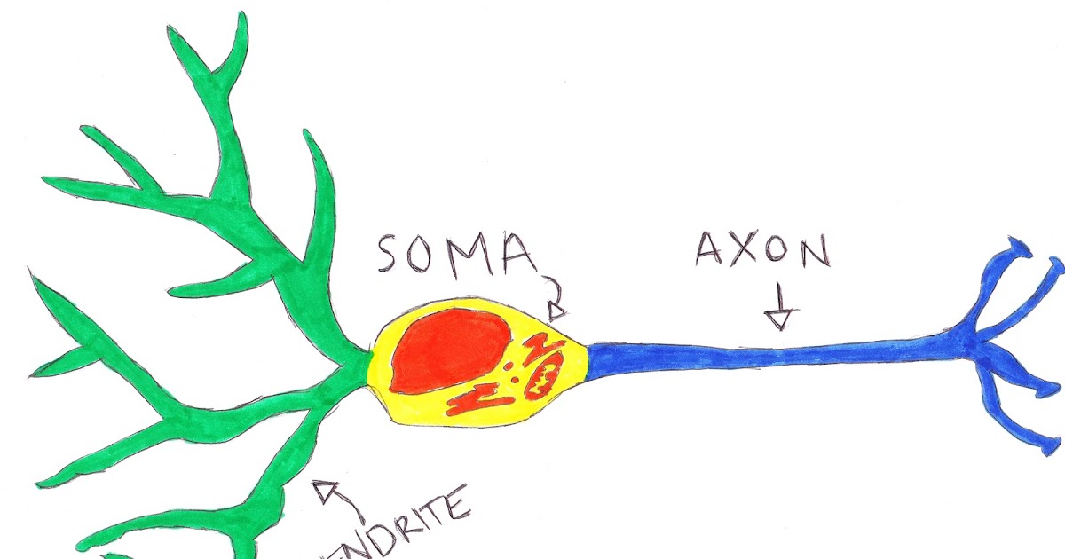 1200x630 The Brain Geek What's A Neuron